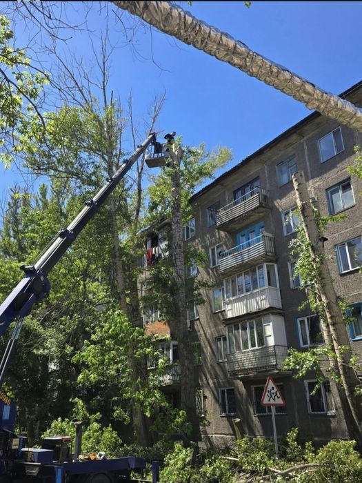 Спил деревьев Спил дерева