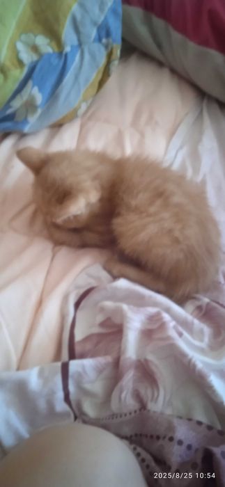 Отдам в добрые руки