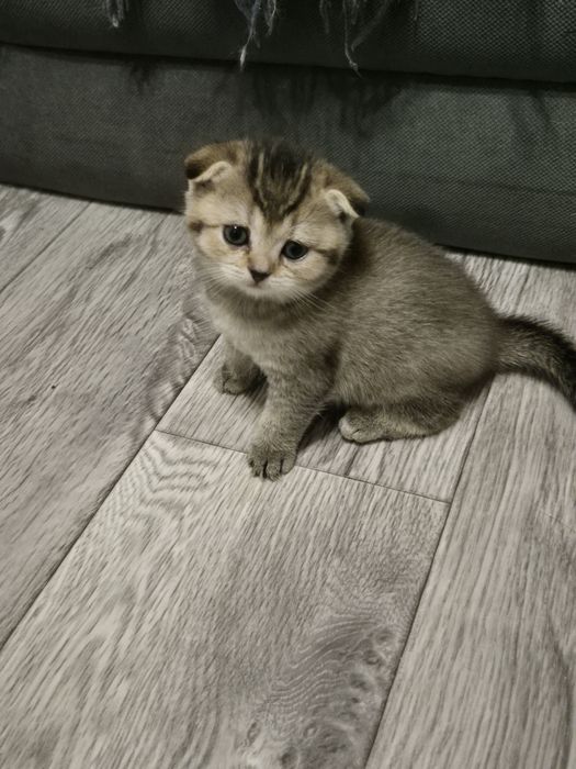 Котята золотая шиншилла