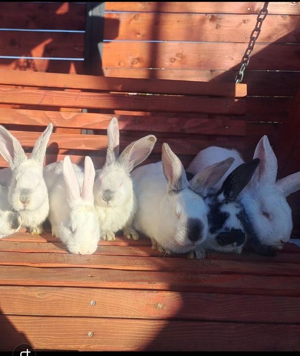 Vând iepurași berbec german