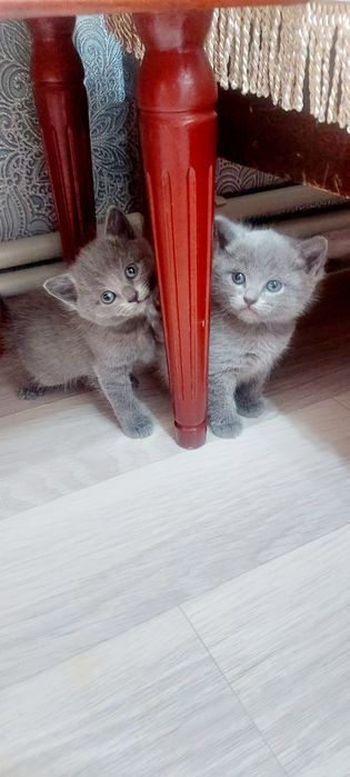 Британские Котята