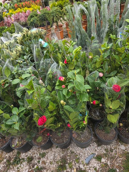 Camelia deja infolita