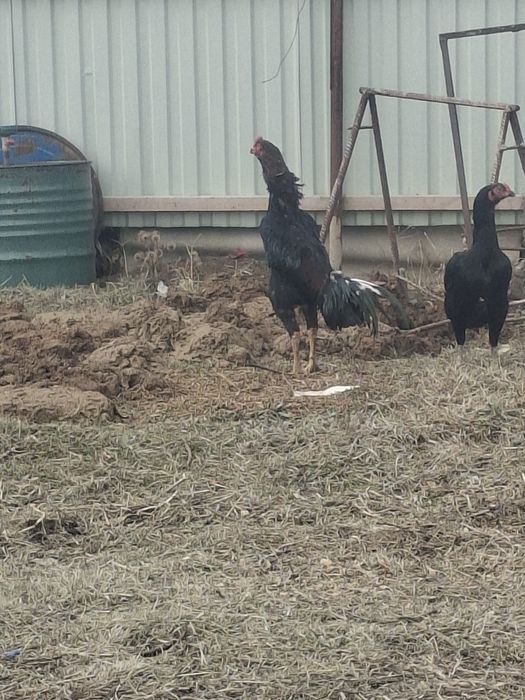 Қаны таза июньский шөже