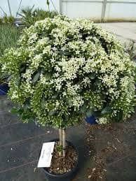 Archa va dekorativni darahtlariniz bor dastafka hizmati mavjut