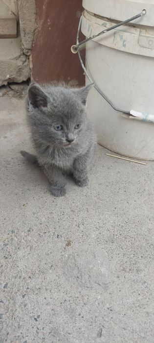 Котята хорошие красивые.