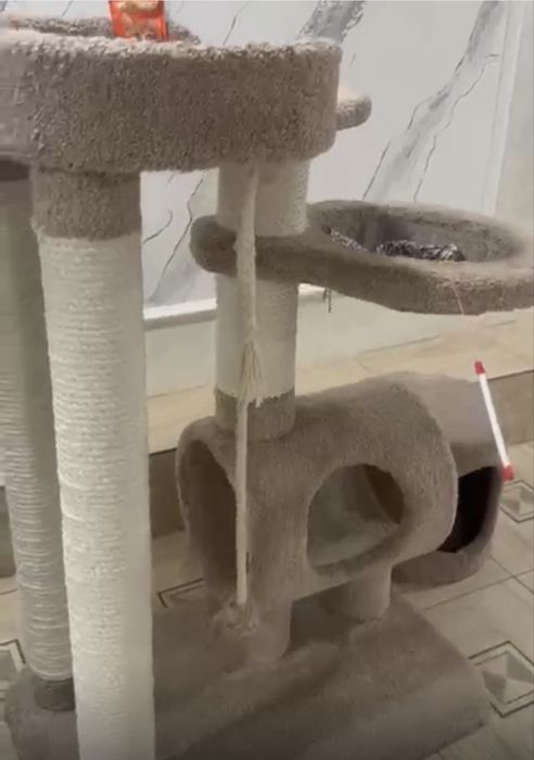 Британский вислоухий котенок