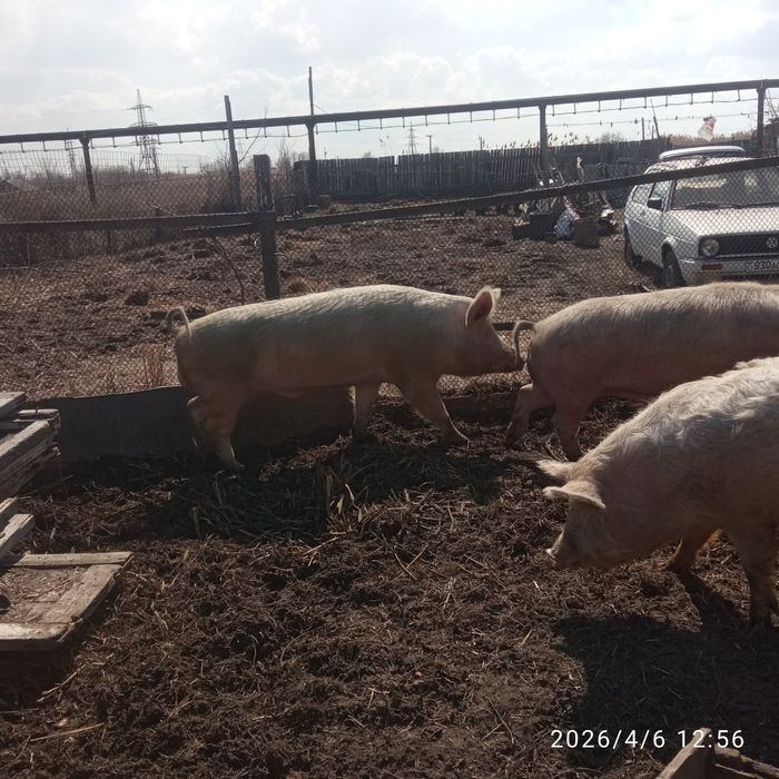 Продают кабана производителя