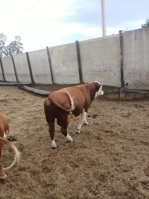 Продам белоголовых бычков