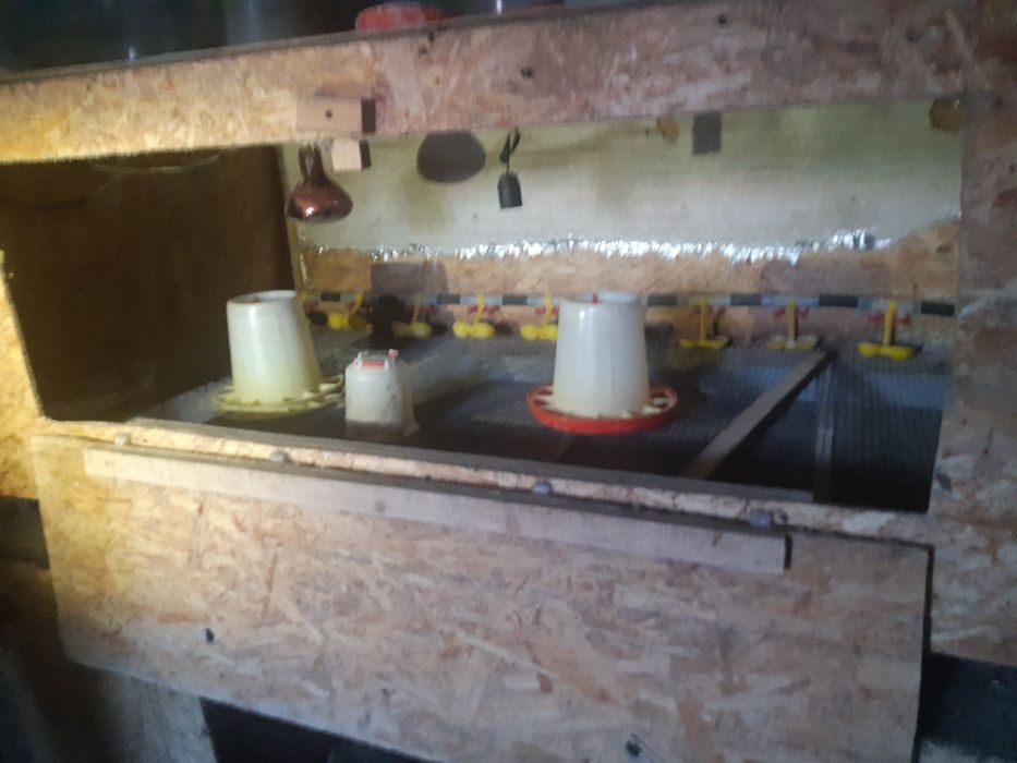 Брудера для птиц