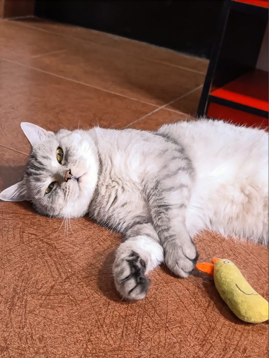 Кот антидепрессант