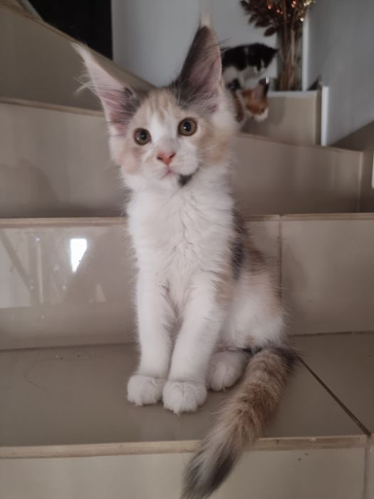 Pui rasa Main coon