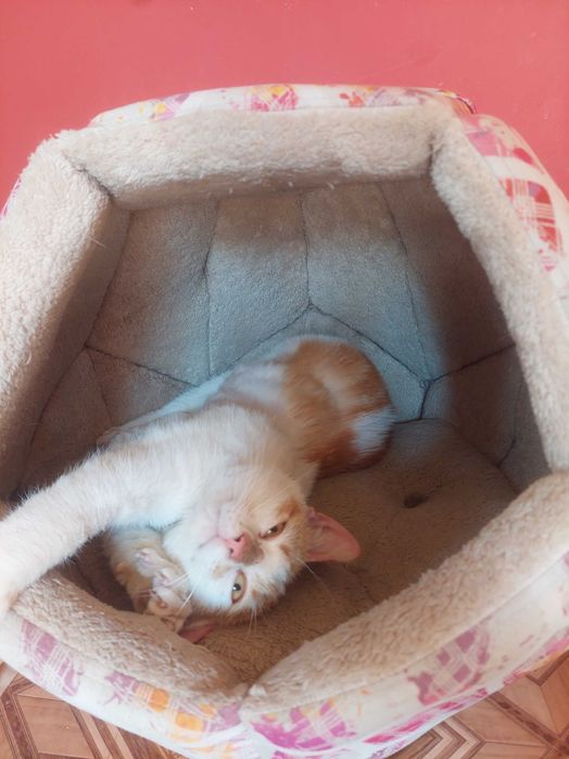 Мъжко коте - умно и гальовно