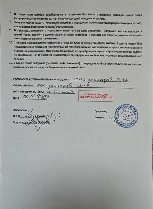 продается кот бритиш