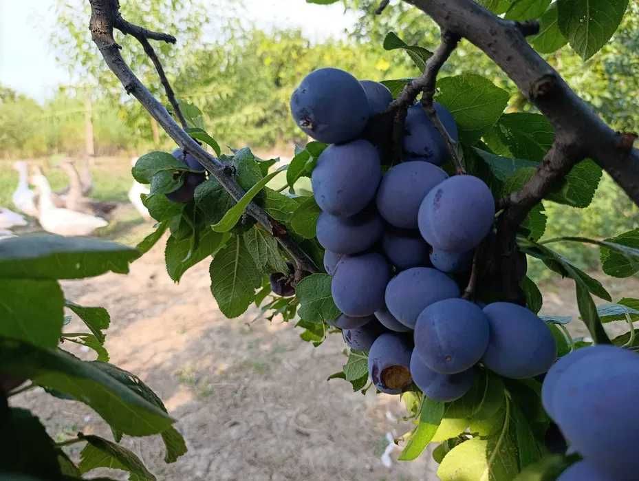 Vand Prune pentru Tuica si Palinca