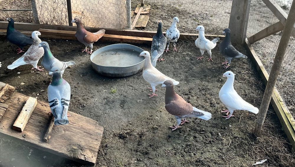 Porumbei voiajori germani de frumusețe