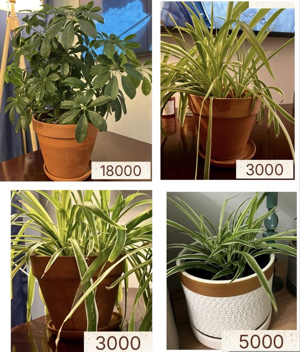 Комнатные растения: