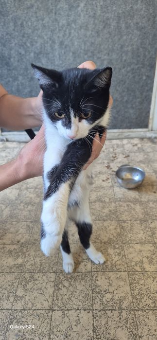 Котенца за отглеждане