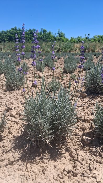 Lavanda guli bor