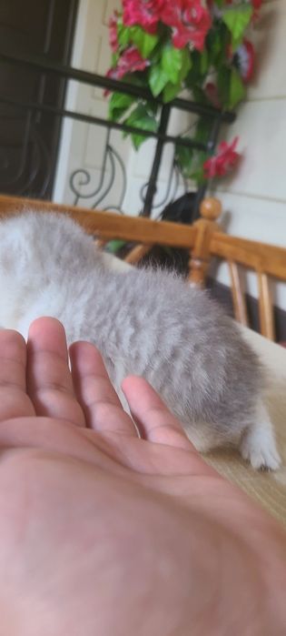 Serebritskiy shinshila mushukchamiz sotiladi