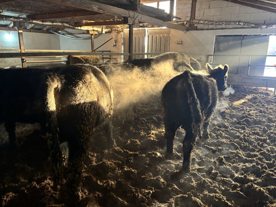 Vand vitei 19 bucati