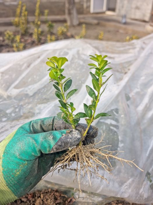 Sifatli Qushtli shamshodlar sensasi