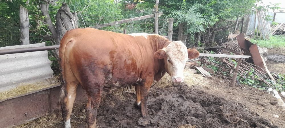 Бука сатылады. Продам бычок