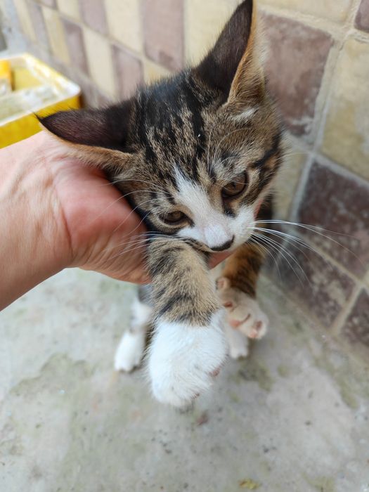 Отдам в хорогруки котят