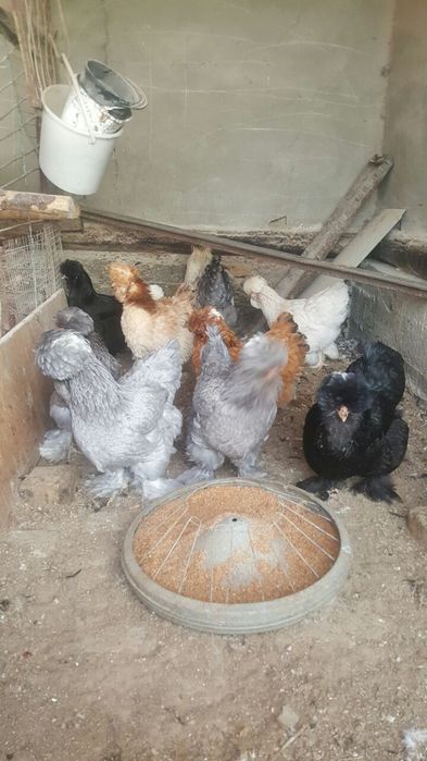 Troyka brama tuxum lari sotiladi