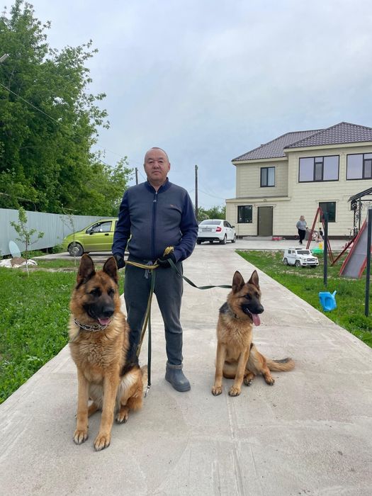 Вязка немецких овчарок