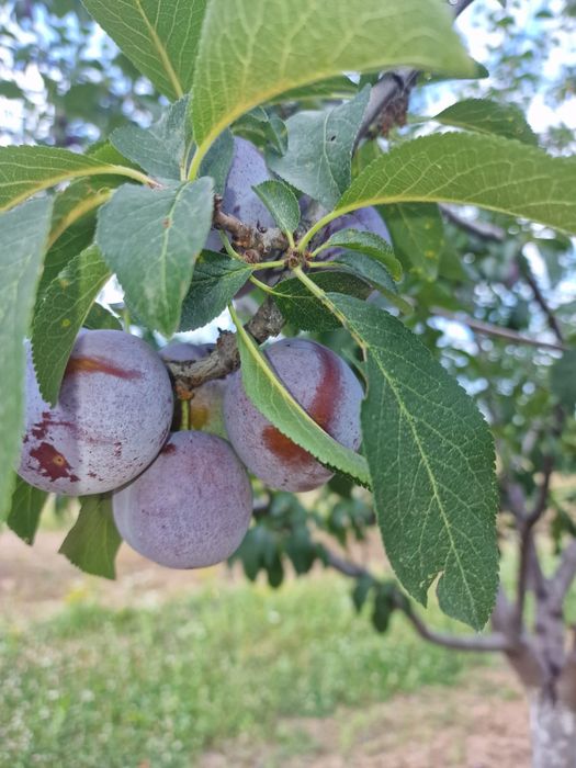Vând prune pentru țuică...