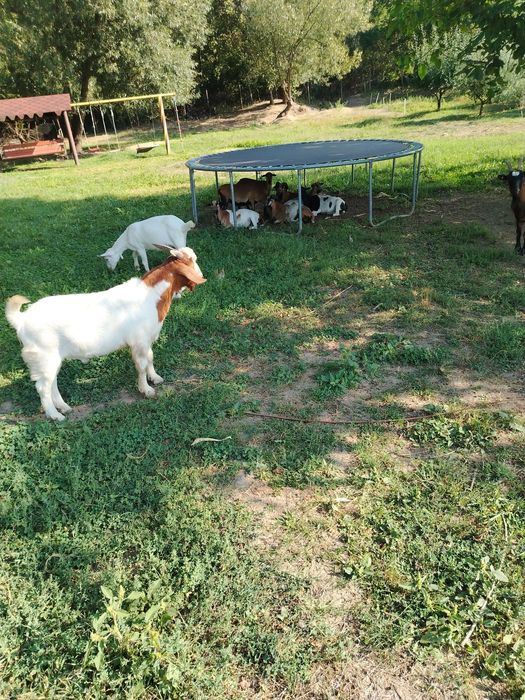 Vând țap metis boie cu carpatin