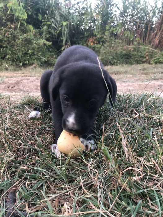 Catei gasiti pentru adoptie in Crevedia Buftea