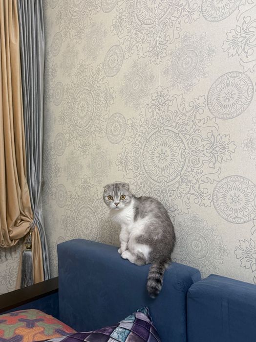 Бесплатно, шотландский вислоухий