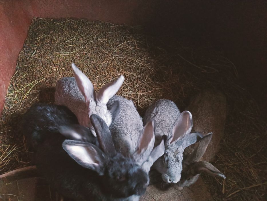 Заец кролик қоян көжектер