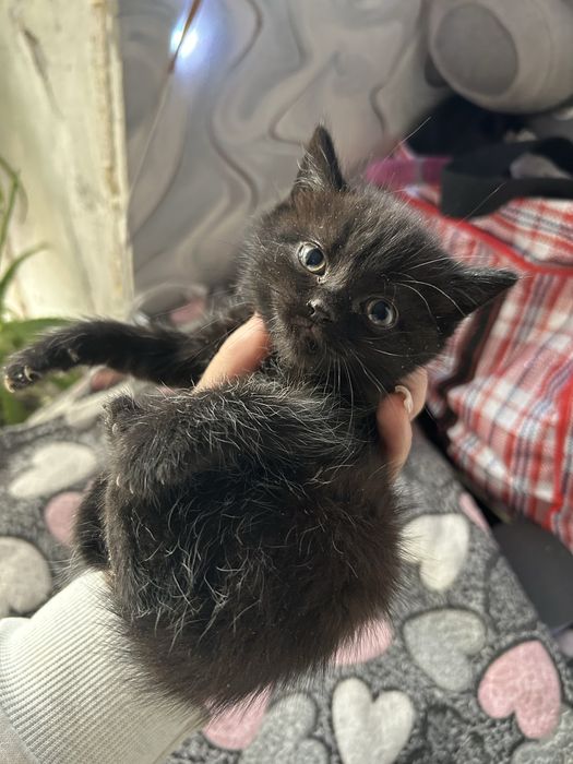 Котята британцы