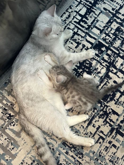 Британская кошечка (девочка)