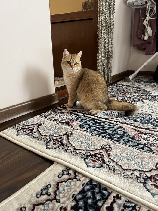 Шиншилла кот на вязку (2 года)