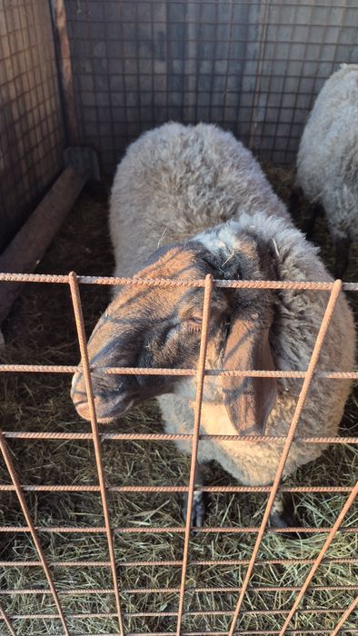 Bernec carabas de vanzare