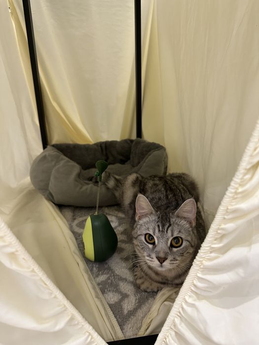 Кошка, помесь бенгала с шотландской