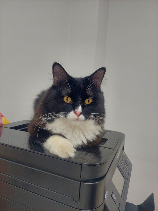 Котенок  кастрированный Феликс