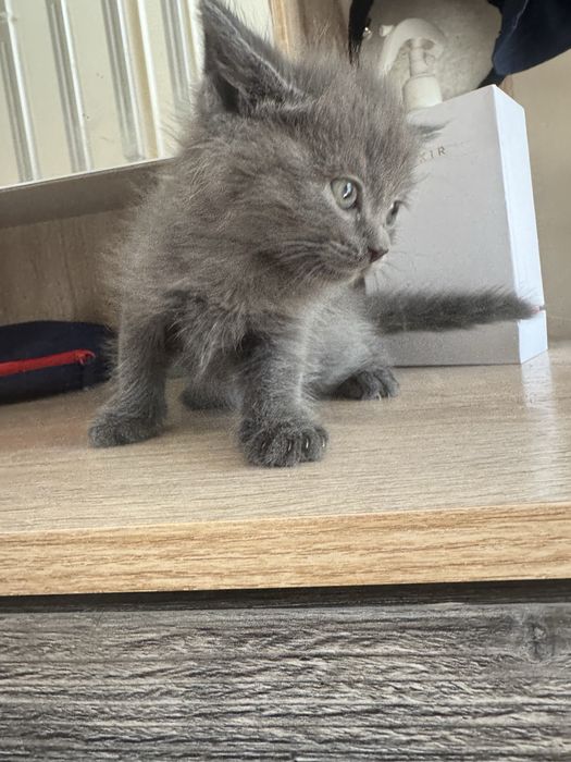 Породные котята Шымкент