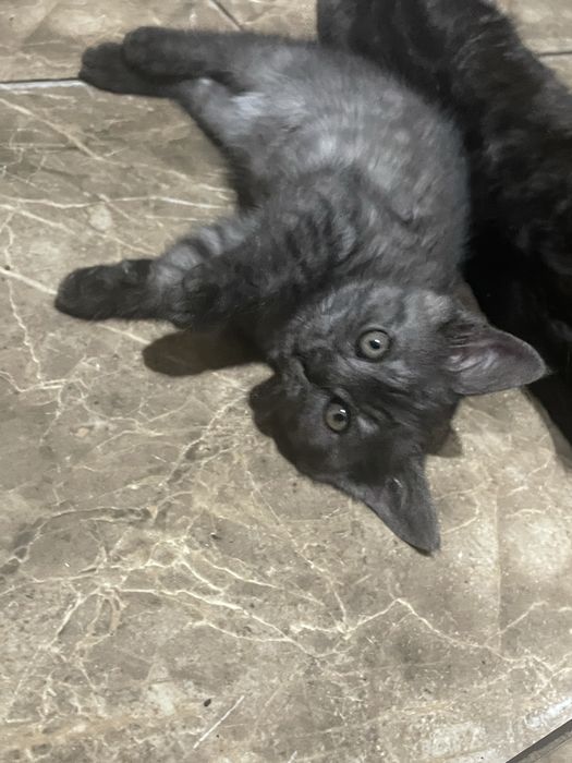 Продам шотландских котят
