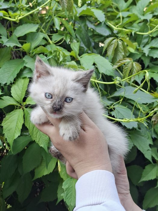 Отдам Котят .Все Мальчики.