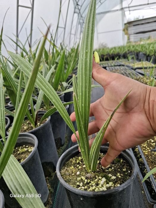 Палми  Канарска Феникс