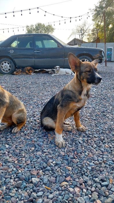 Пристраиваются щенки