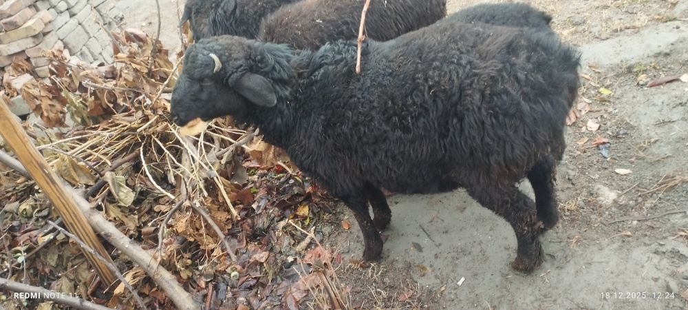 Қўчқор сотилади соғлом