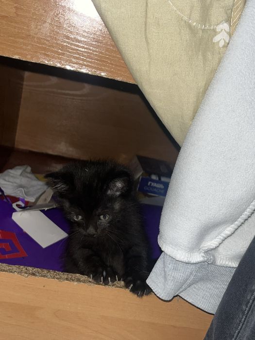 Продам чёрного котика мальчика