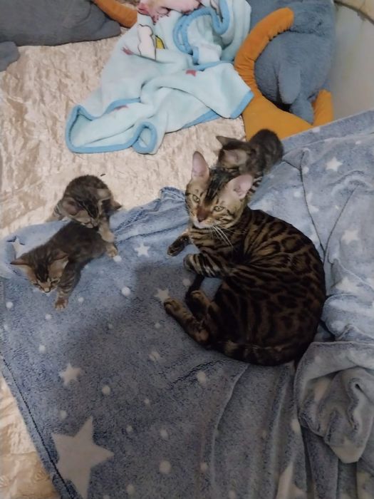 Продам бенгальских котят