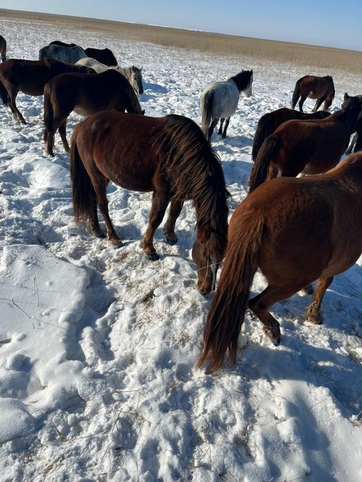 Жеребцы,отлично держат косяк
