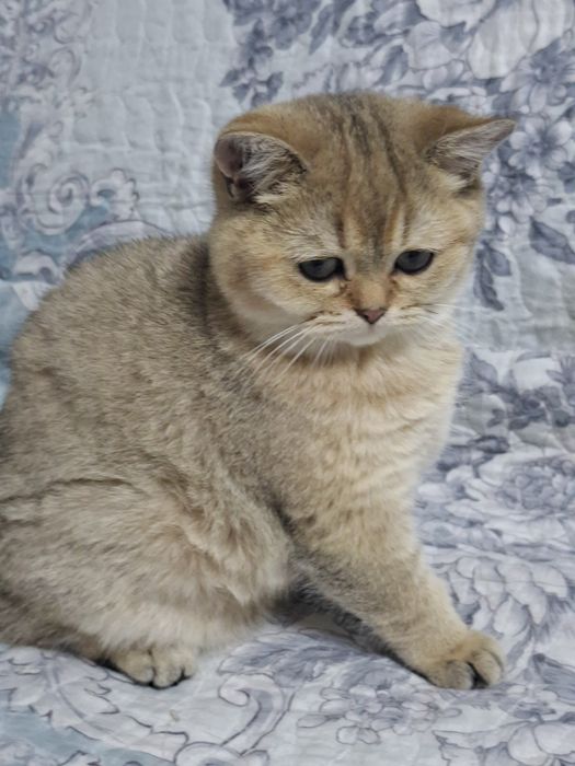 Продаются девочка и мальчик